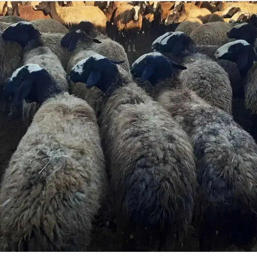 گوسفند و بره کلات با کیفیت بالا|حیوانات مزرعه|مشهد, احمدآباد|دیوار