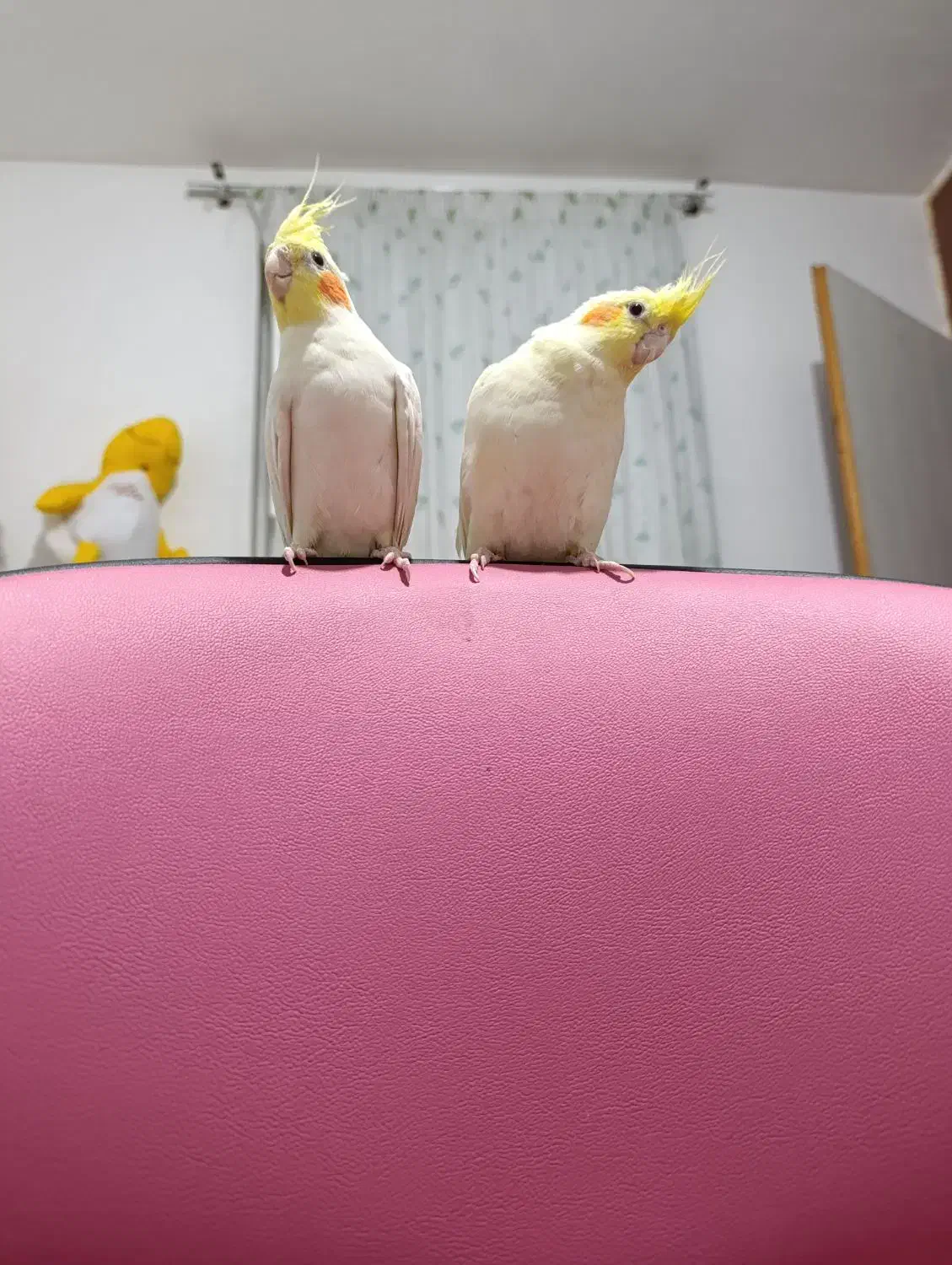 عروس هلندی لاترینو|پرنده|سمنان, |دیوار