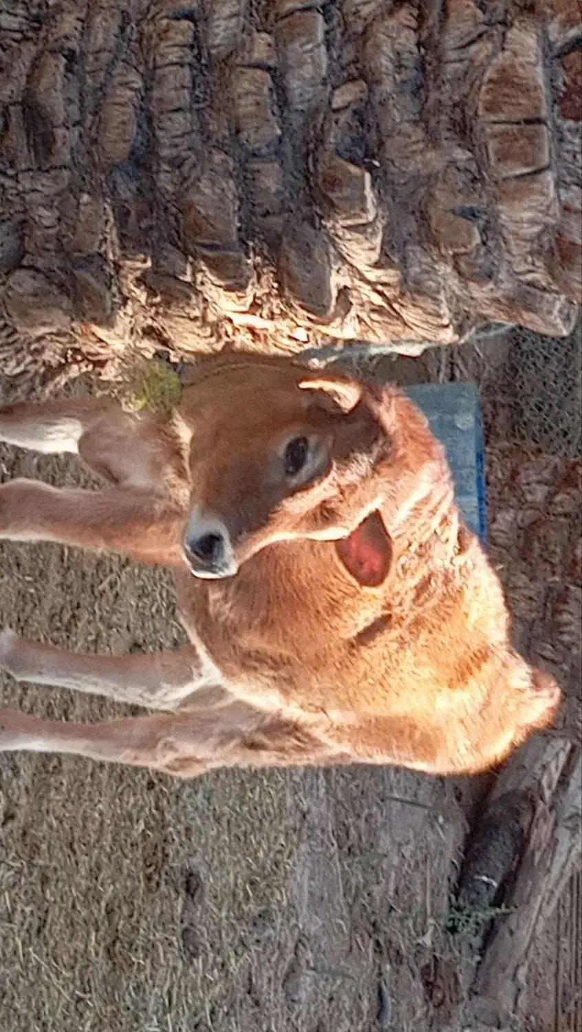 گاو گستر جرزی فروشی|حیوانات مزرعه|بم, |دیوار