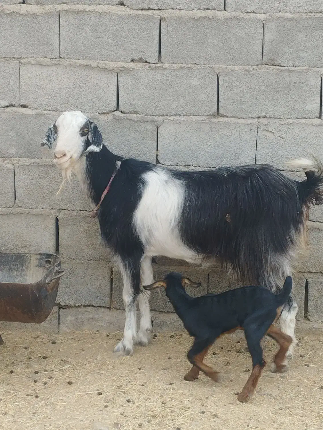تعدادی بز مری نر و ماده مالداری نسل دار|حیوانات مزرعه|ایرانشهر, |دیوار