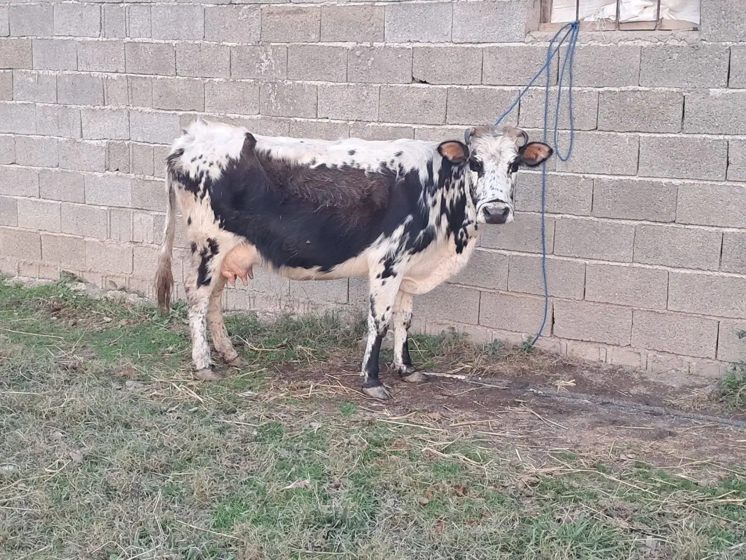 گاو دورگ محلی حامله همراه گوساله نر دورگ سیاه سفید|حیوانات مزرعه|ماسال, |دیوار