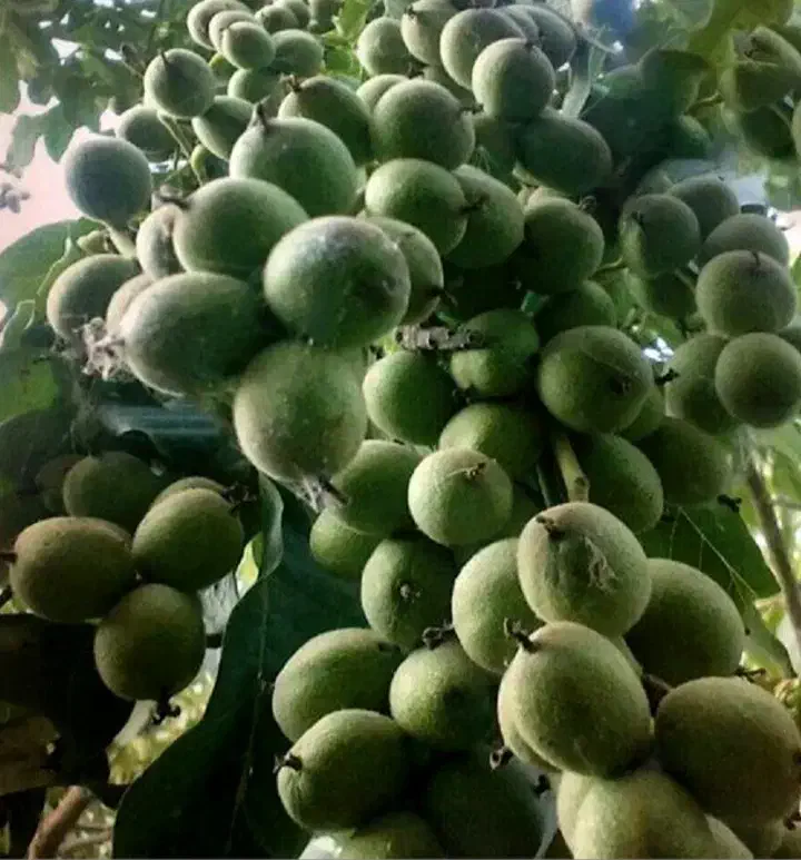 نهالستان باغبان نهال فروشی|خدمات باغبانی و درختکاری|عسگران, |دیوار