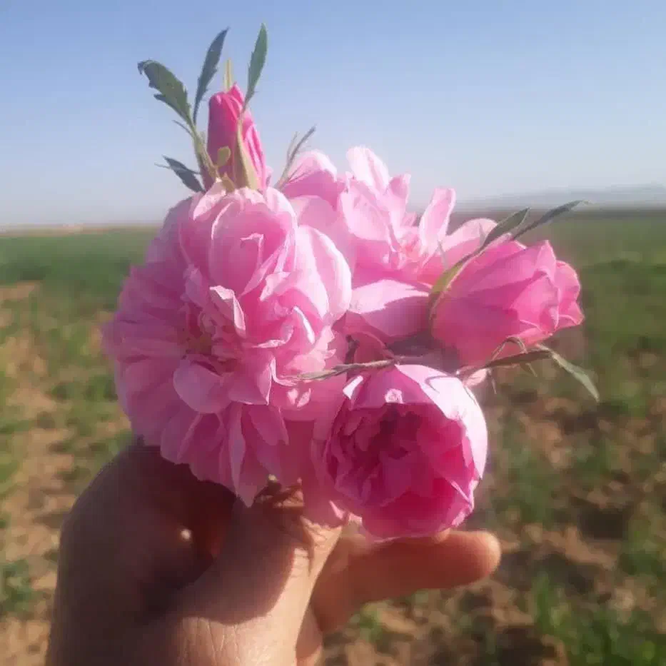 نهال گل محمدی سالم در گلدان پلاستیکی|گل و گیاه طبیعی|شیراز, رکنآباد|دیوار