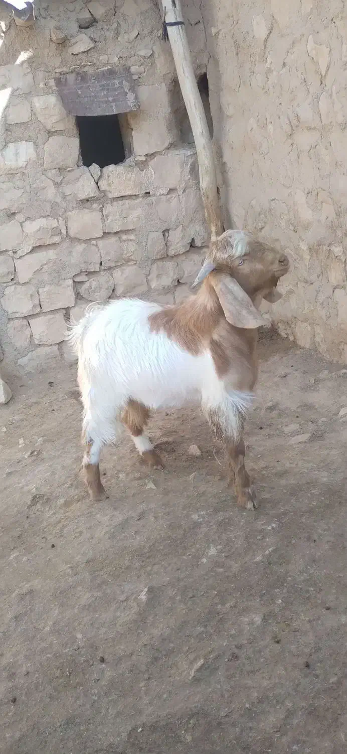 بز غاله (تویشک)|حیوانات مزرعه|کوهدشت, |دیوار