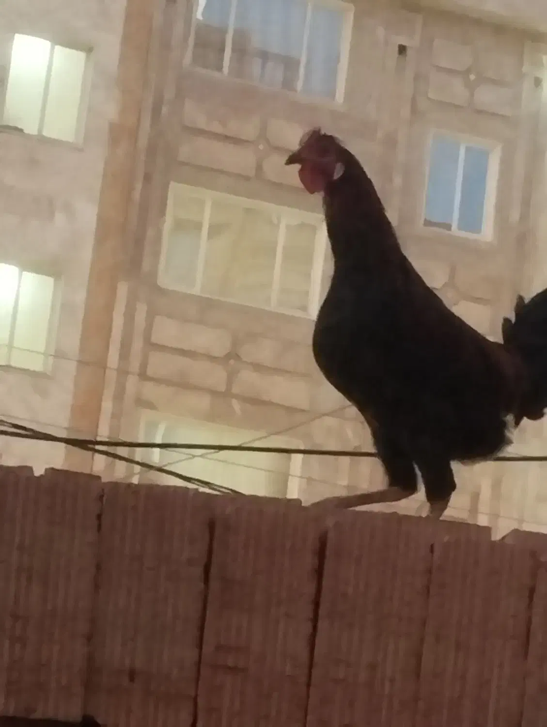 خروس گلین دو‌رگجوان|حیوانات مزرعه|نسیم‌شهر, |دیوار