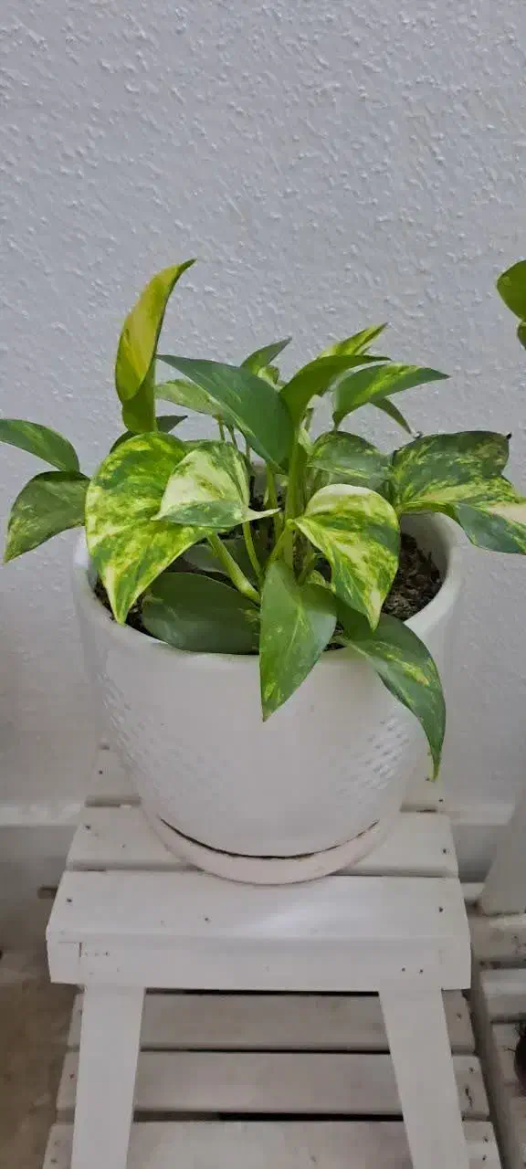 گل طبیعی|گل و گیاه طبیعی|گلبهار, شهر جدید گلبهار|دیوار