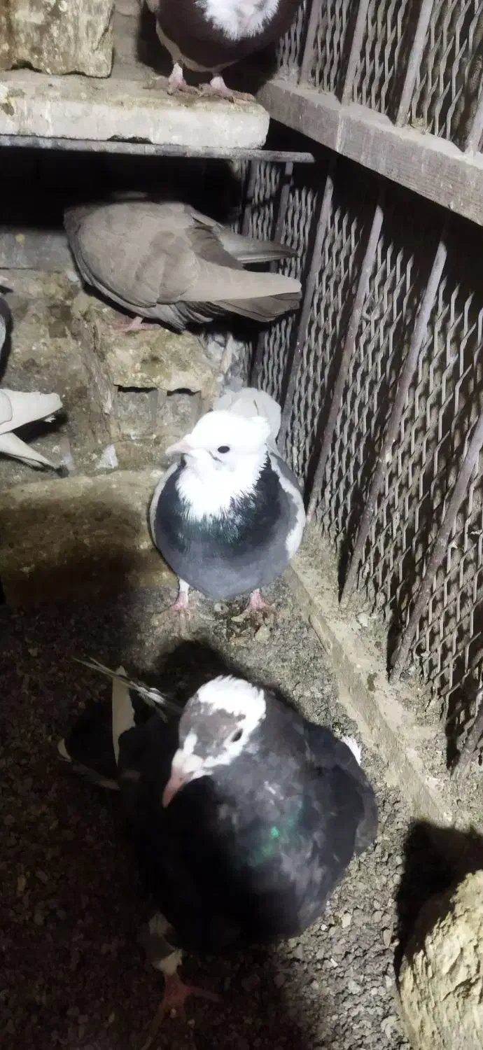 ۹ عدد کفتر|پرنده|سبزوار, مدرس|دیوار