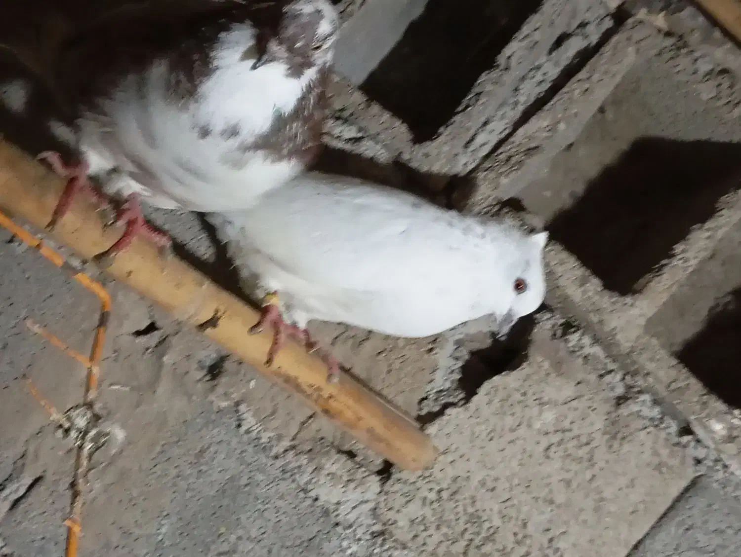 دوعدد کبوتر  نر پرشی|پرنده|خان ببین, |دیوار