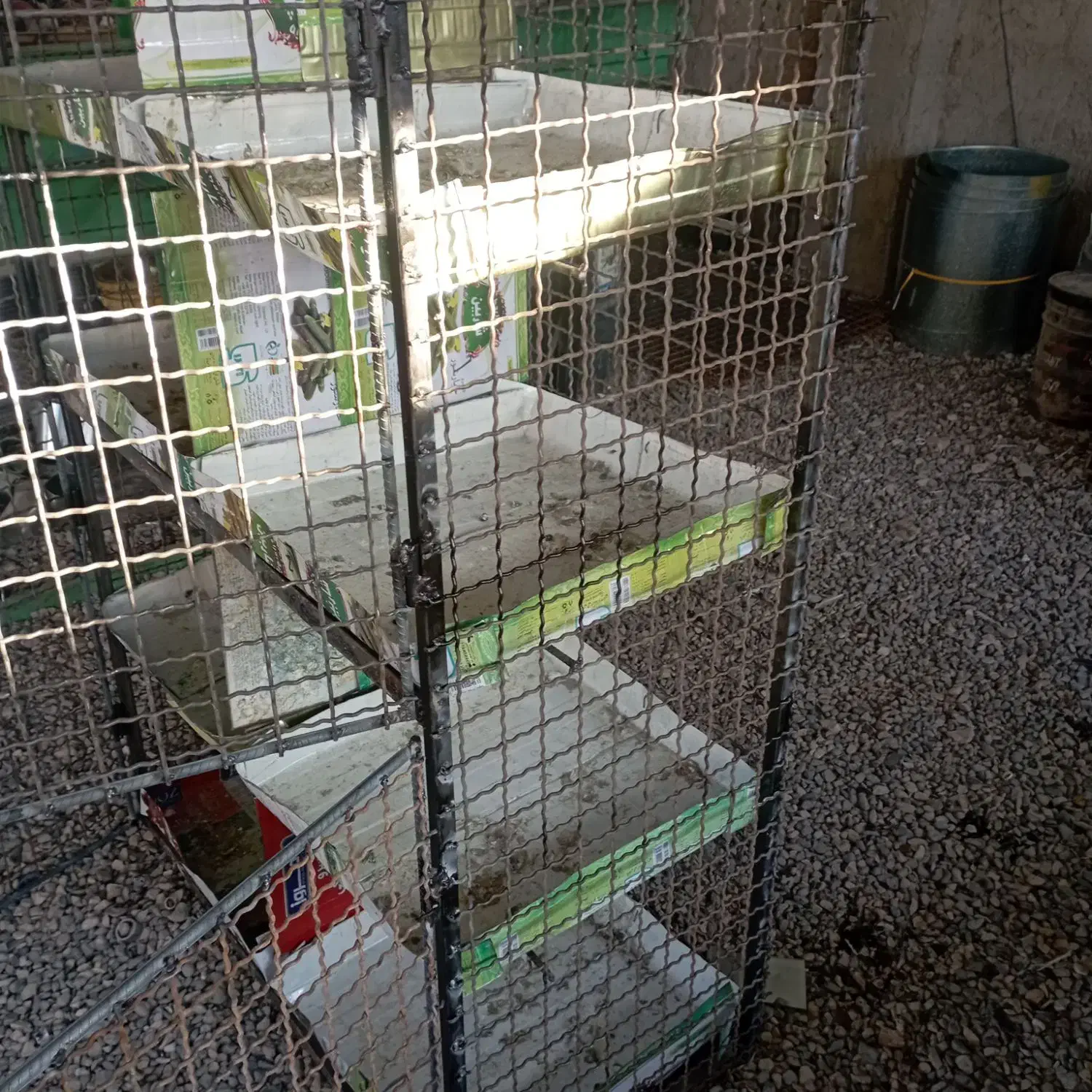 زردپلنگ جفتگاه|پرنده|کرمان, |دیوار