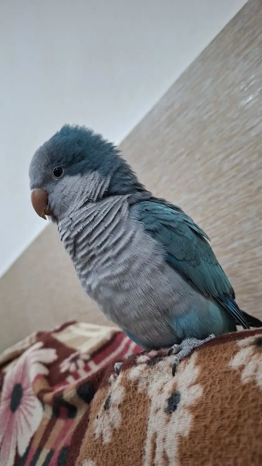 طوطی راهب آبی رام دستی|پرنده|اهواز, شهرک نفت|دیوار