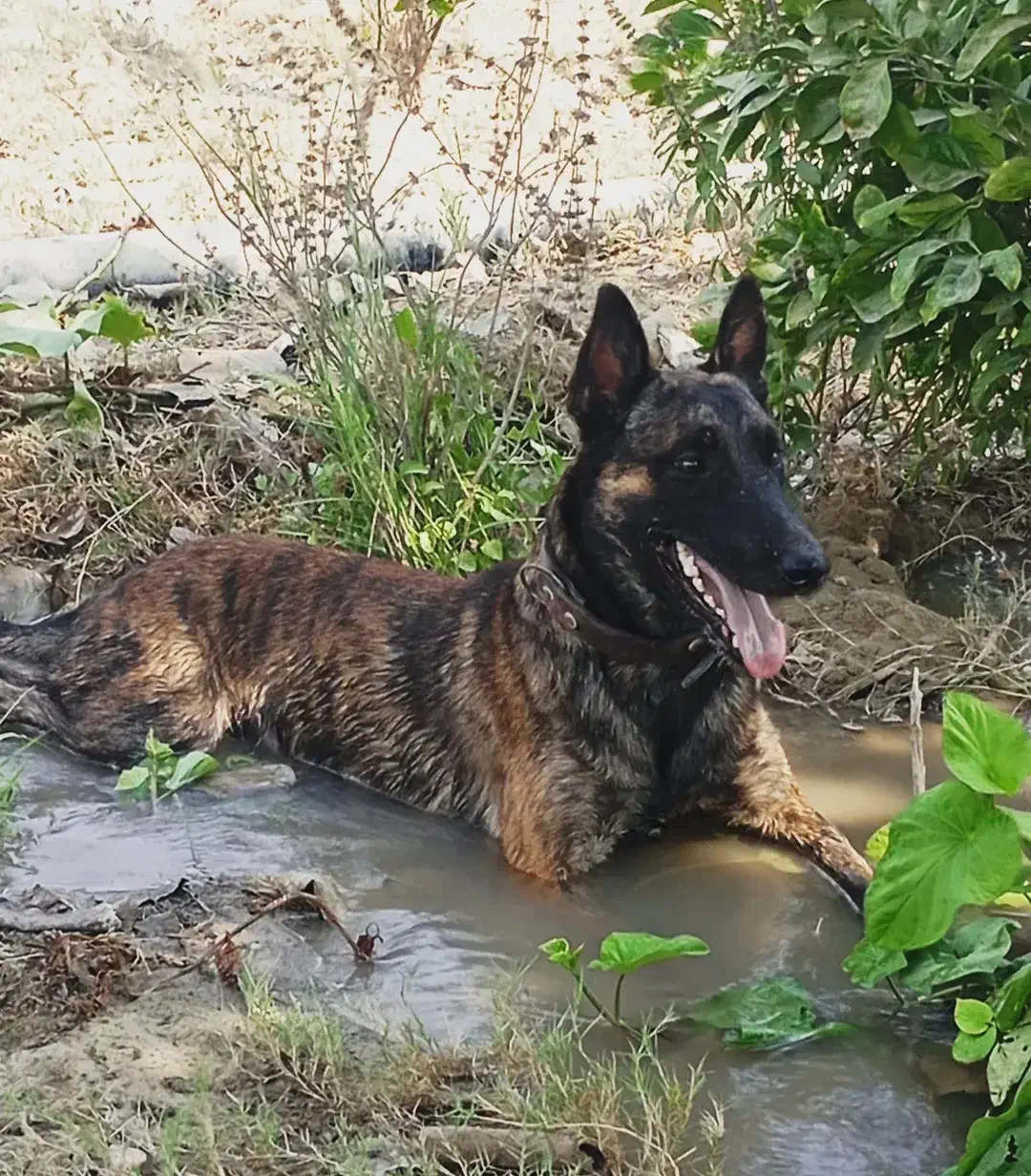 مالونیز قهوه ای|سگ|تخت, |دیوار