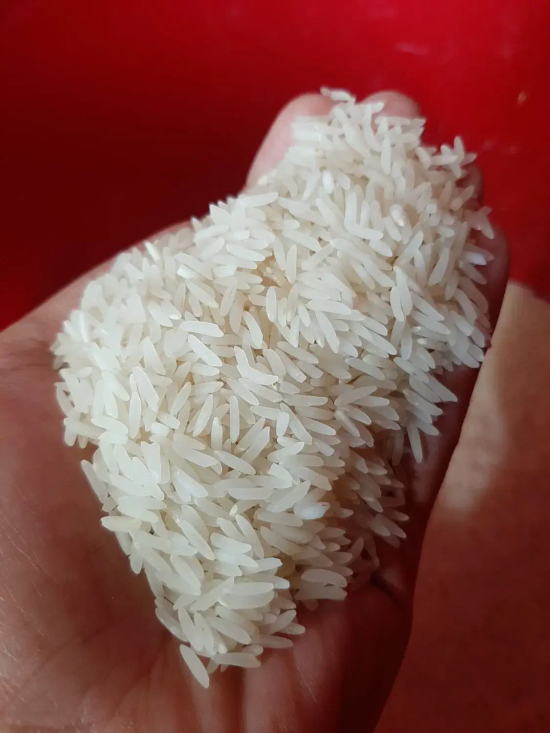 برنج فجر سوزنی سورت شده|خوردنی و آشامیدنی|گرگان, |دیوار