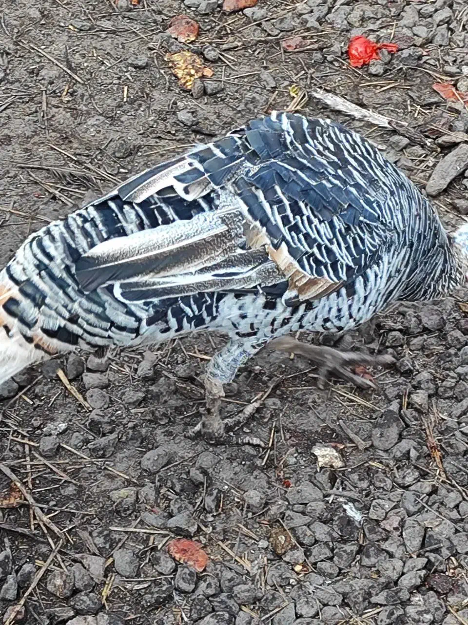 فروش بوقلمون و اردک|حیوانات مزرعه|بم, |دیوار