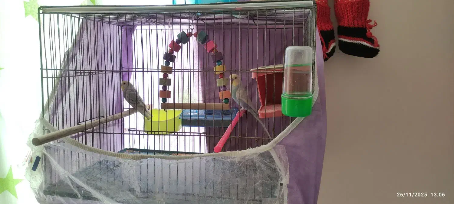 یک جفت مرغ عشق با قفس و تمام وسایل|پرنده|گلبهار, شهر جدید گلبهار|دیوار