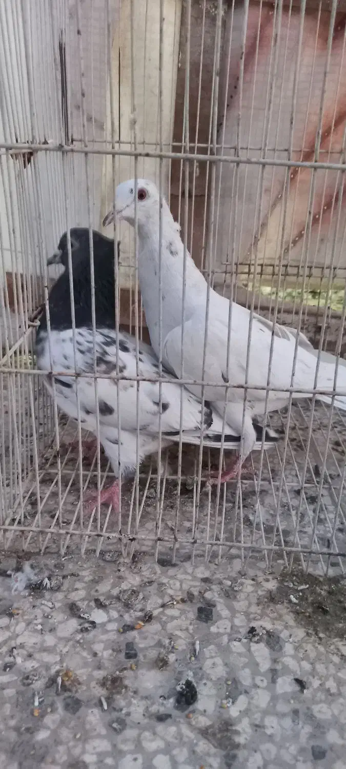 کفتر|پرنده|مشهد, چهاربرج|دیوار