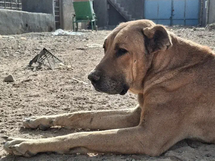 سگ نر سرابی درشت گله ای|سگ|برخوار, |دیوار