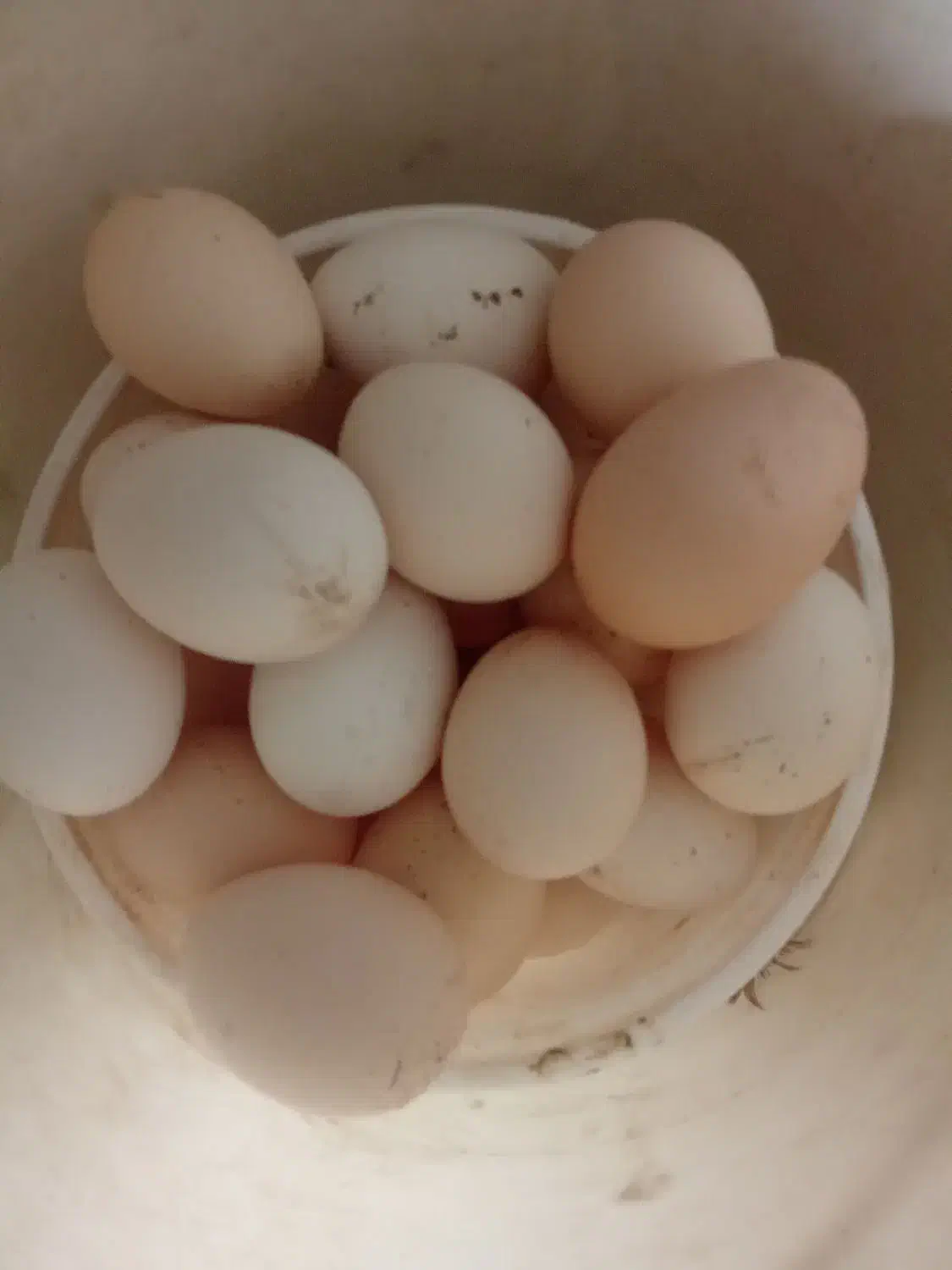 تخم مرغ|حیوانات مزرعه|نیمروز, |دیوار