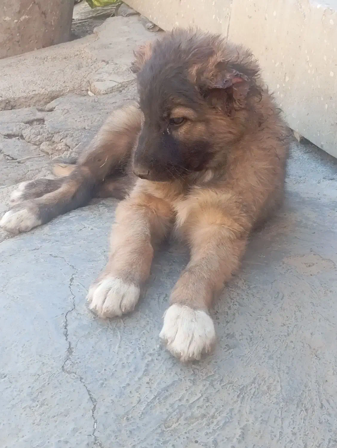 سگ فروشی|سگ|سنندج, |دیوار