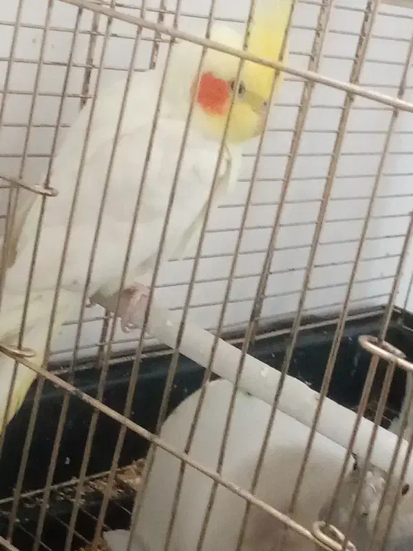 ت ارزونی فوری|پرنده|ماهدشت, |دیوار