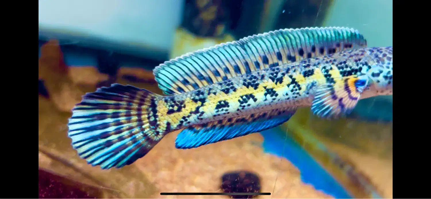 ماهی چانا گلدن کبرا|ماهی|تهران, صادقیه|دیوار