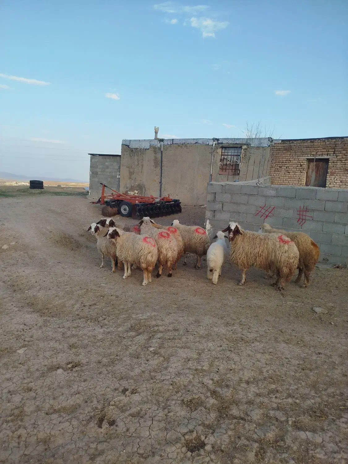گوسفند میش آبستن|حیوانات مزرعه|کرمانشاه, |دیوار