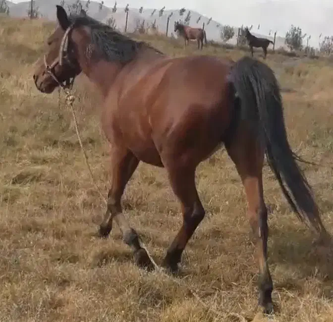 ۸ساله یخته باری|اسب و تجهیزات اسبسواری|ارومیه, |دیوار