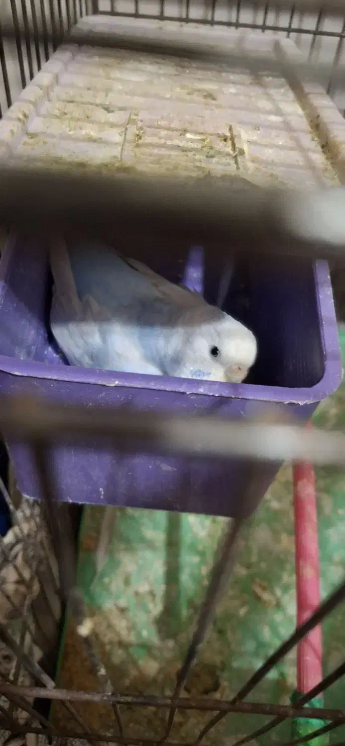 مرغ عشق سر تخم|پرنده|مسجد سلیمان, |دیوار