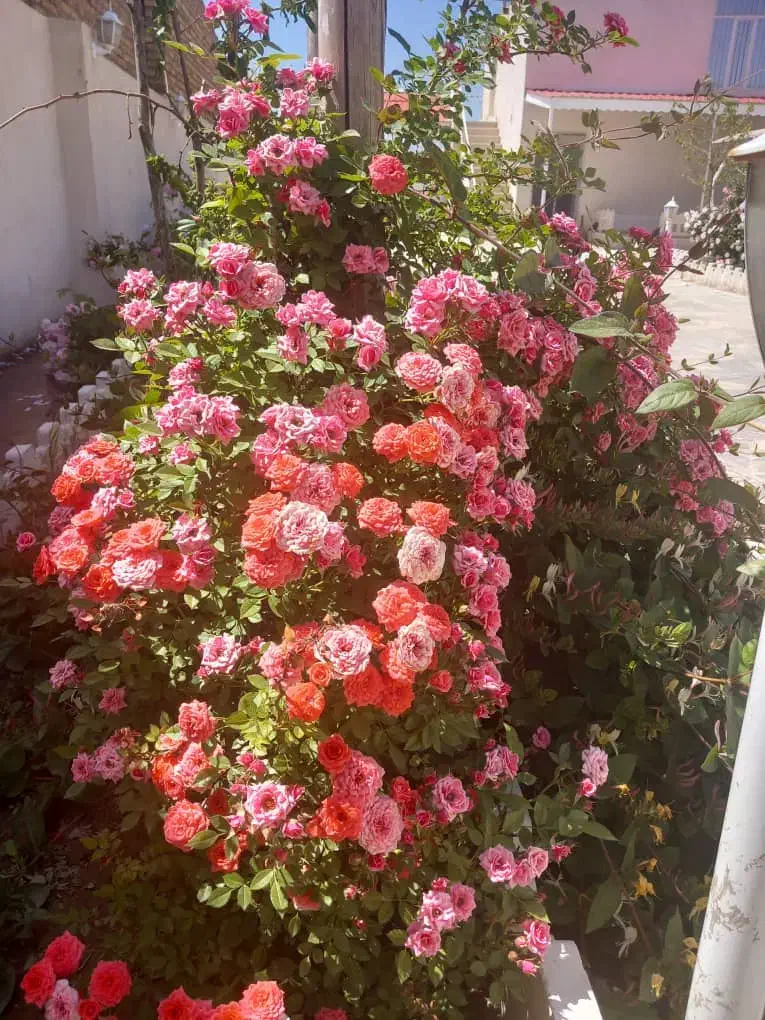 فروش خانه ویلاشیک|فروش خانه و ویلا|رضویه, |دیوار