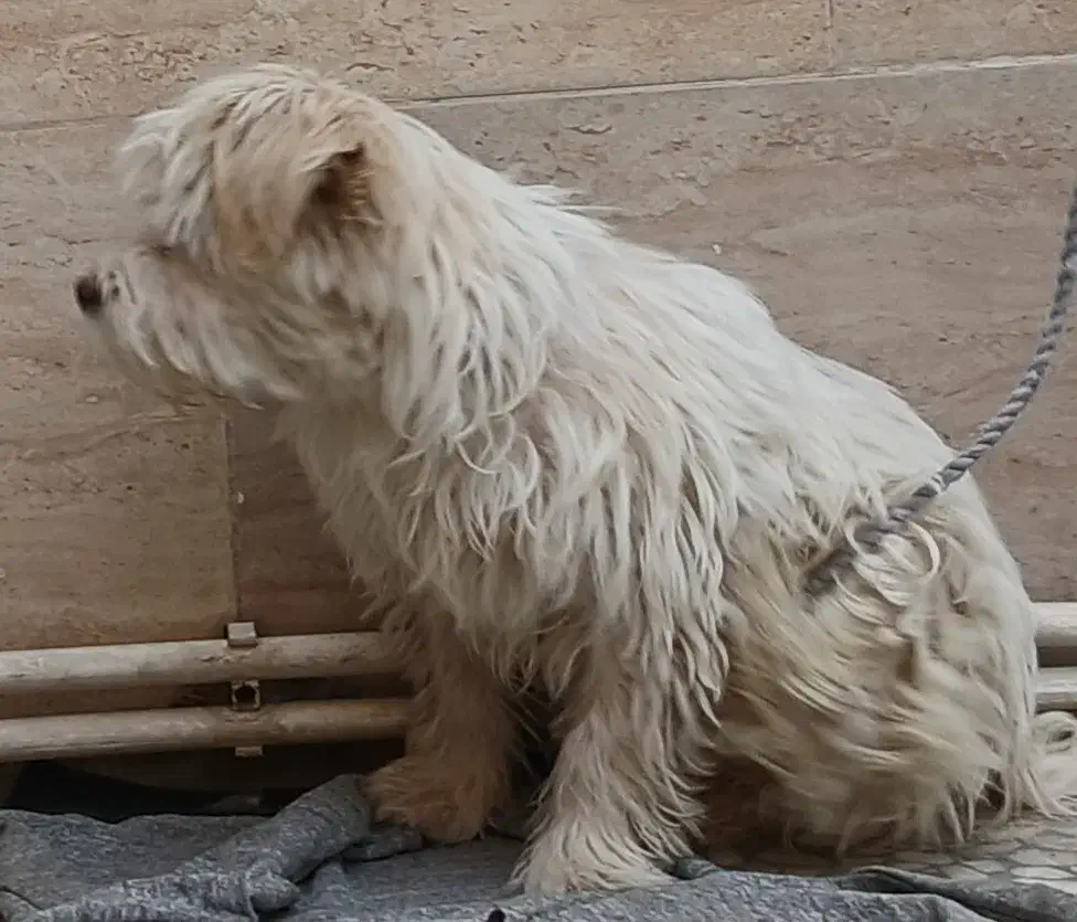 سگ شیتزو|سگ|خرمآباد, |دیوار