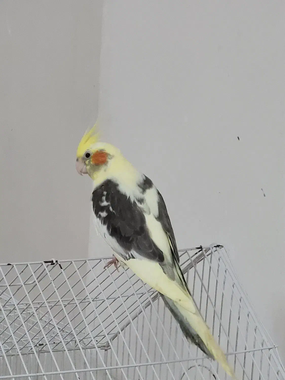 عروس هلندی دوکت|پرنده|رشت, صفاری|دیوار