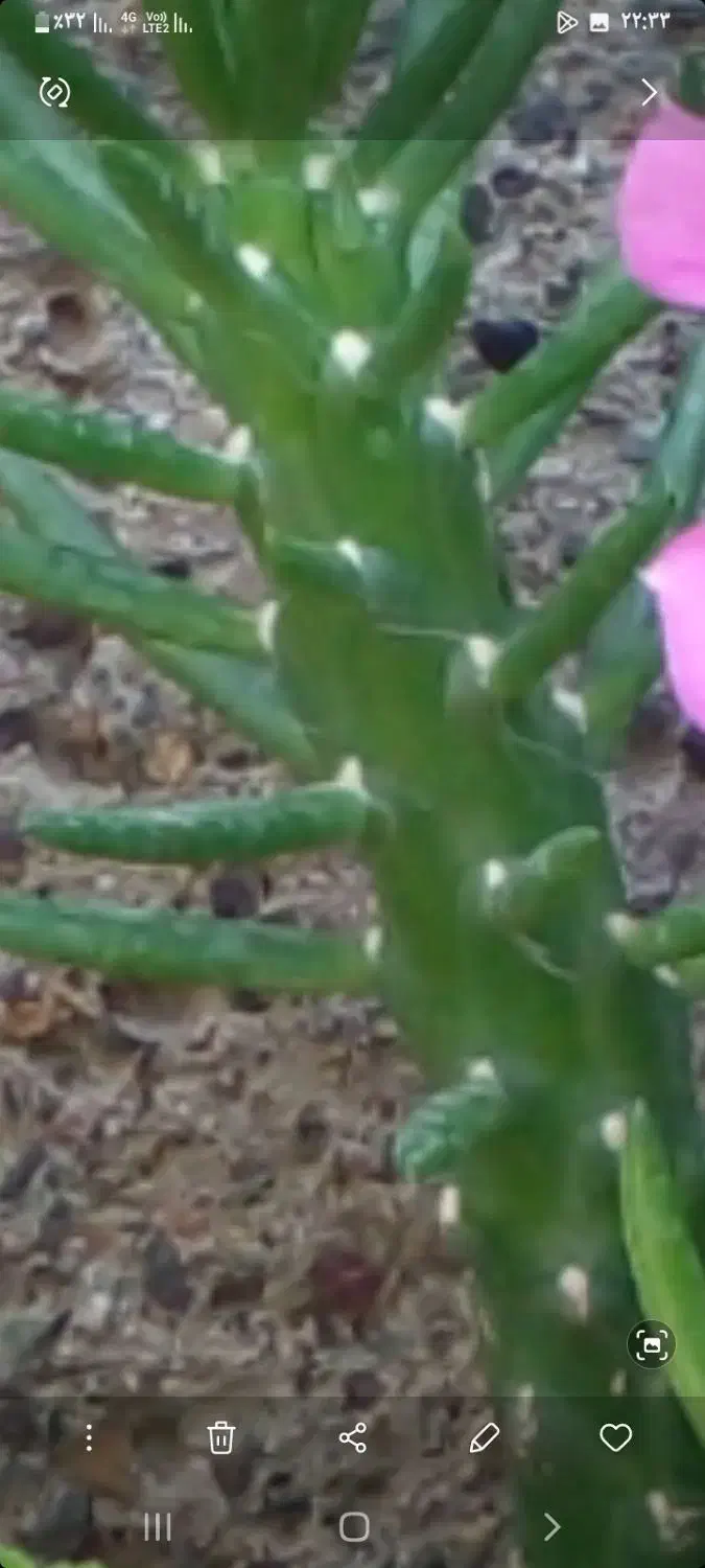 تعدادی گلدان و گل  ۱۰۰۰۰|گل و گیاه طبیعی|رشت, سیا اسطلخ|دیوار