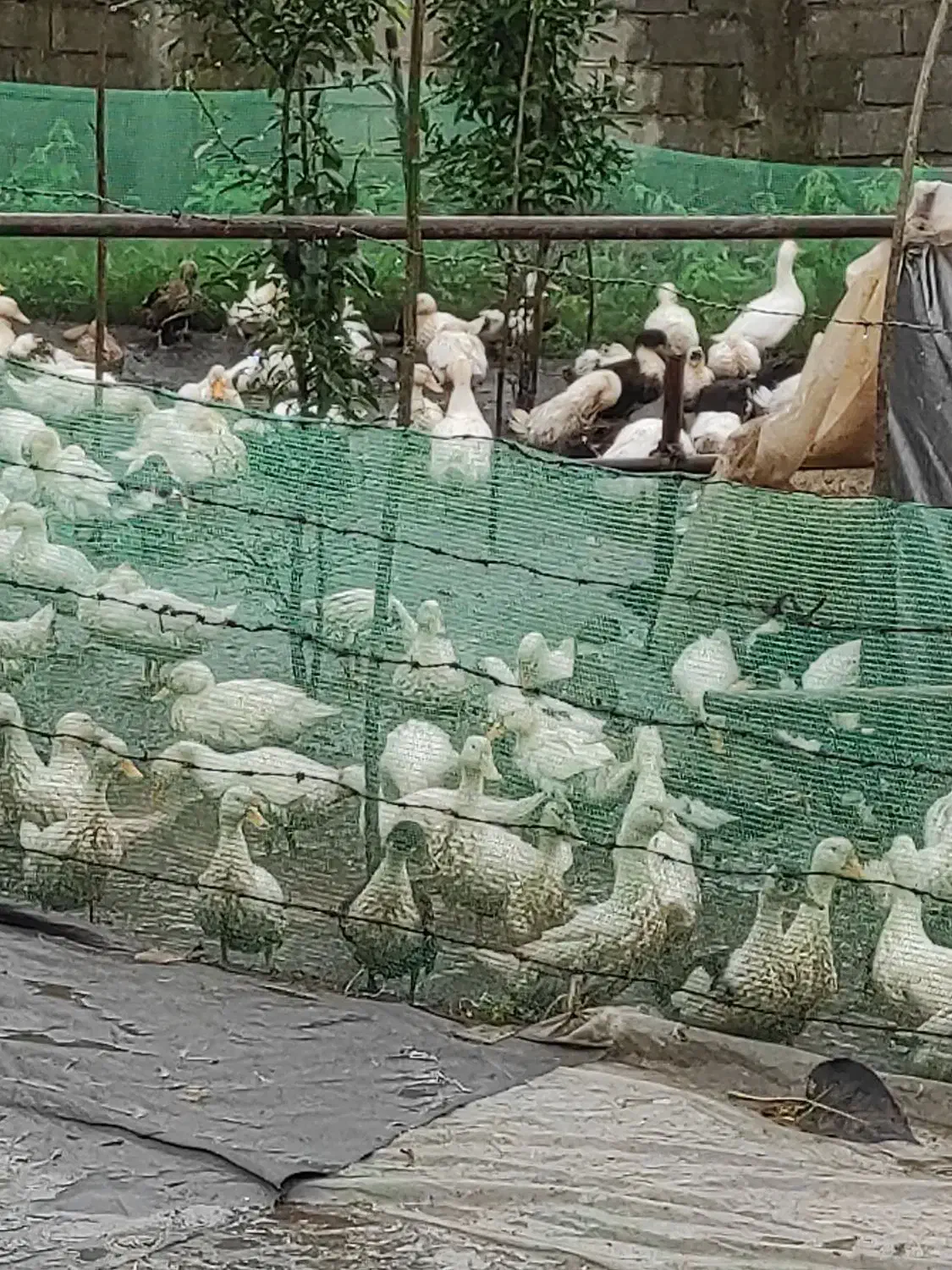 اردک گوشتی|حیوانات مزرعه|پره‌سر, |دیوار