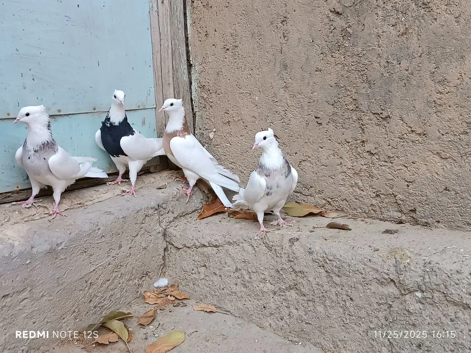 کبوتر طوقی|پرنده|سنقر, |دیوار