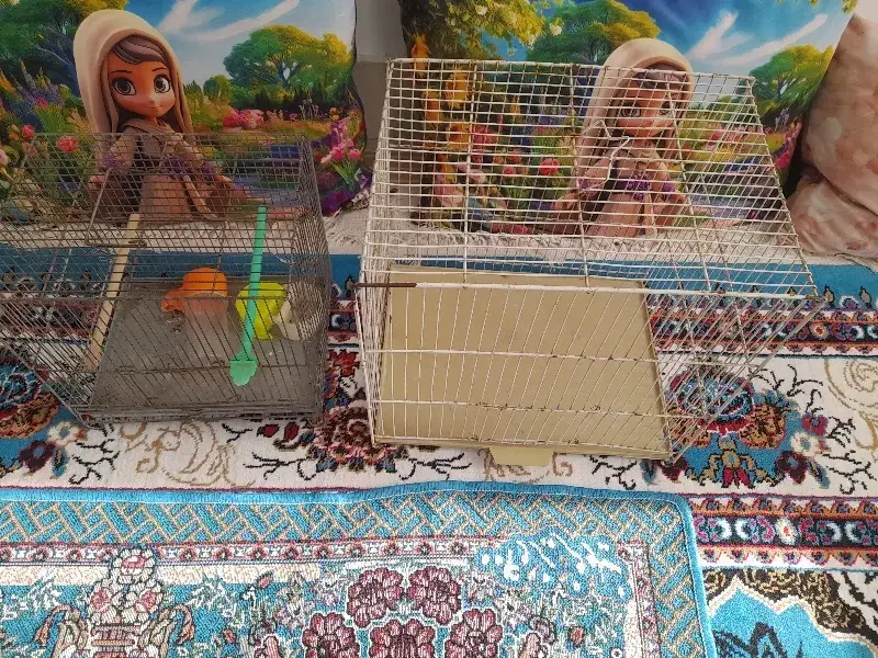 قفس|لوازم جانبی حیوانات|شیروان (خراسان), |دیوار