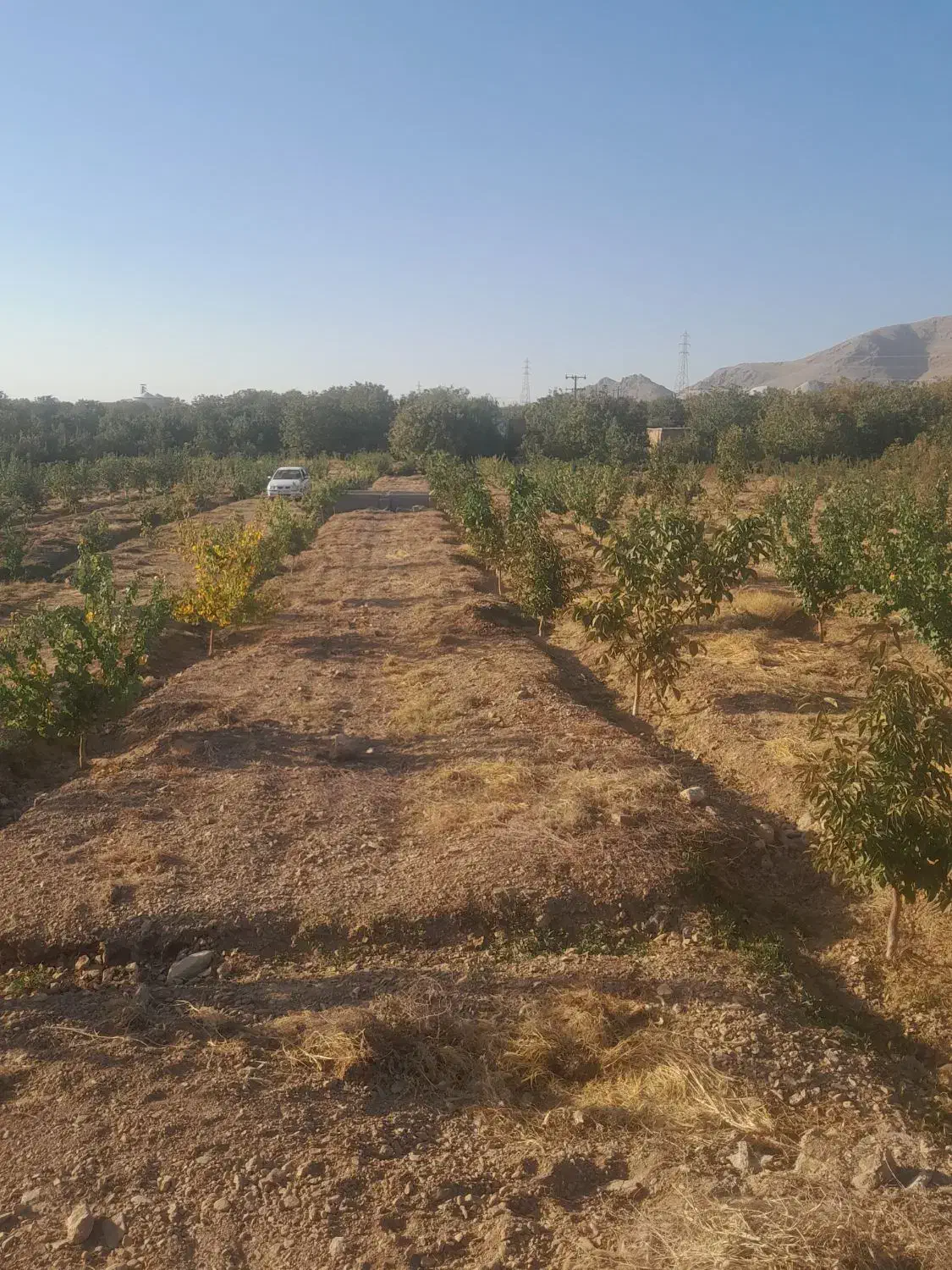 باغ میوه|فروش دفتر صنعتی، کشاورزی، تجاری|نهاوند, |دیوار