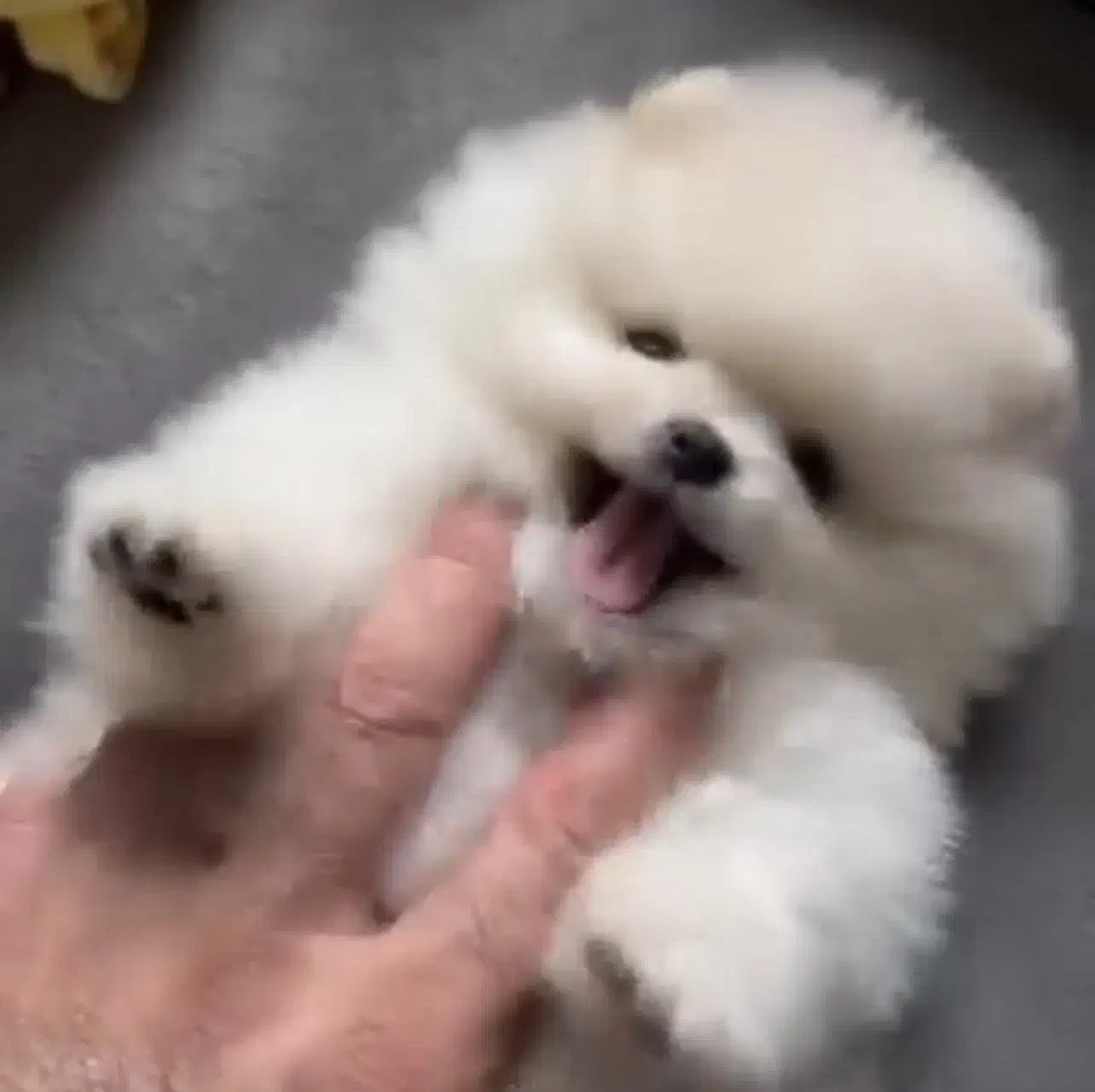 پرورش تخصصی سگ پامر خرسی در شیراز.پامرانین تیکاپ|سگ|شیراز, زند|دیوار