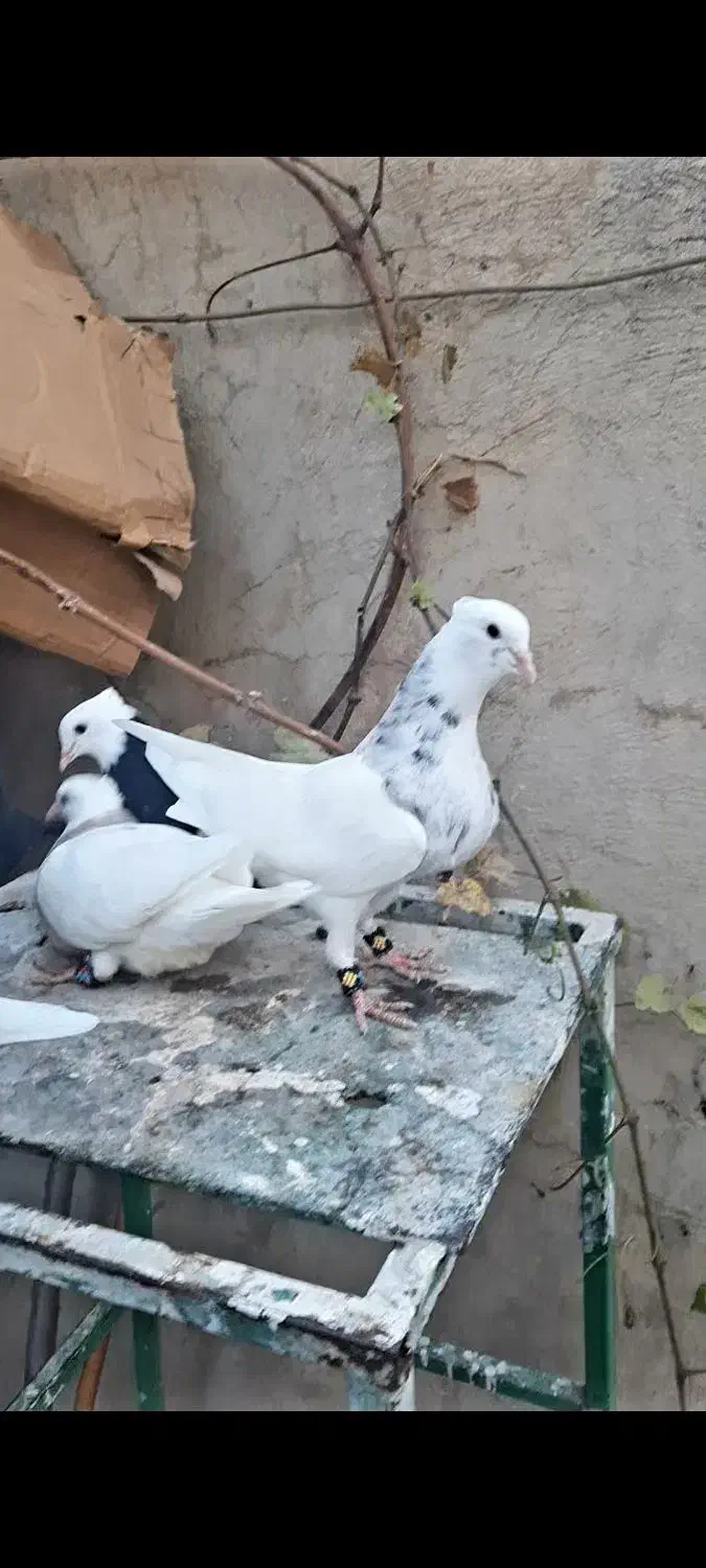 فروش چند جفت طوقی جوانه|پرنده|یاسوج, |دیوار