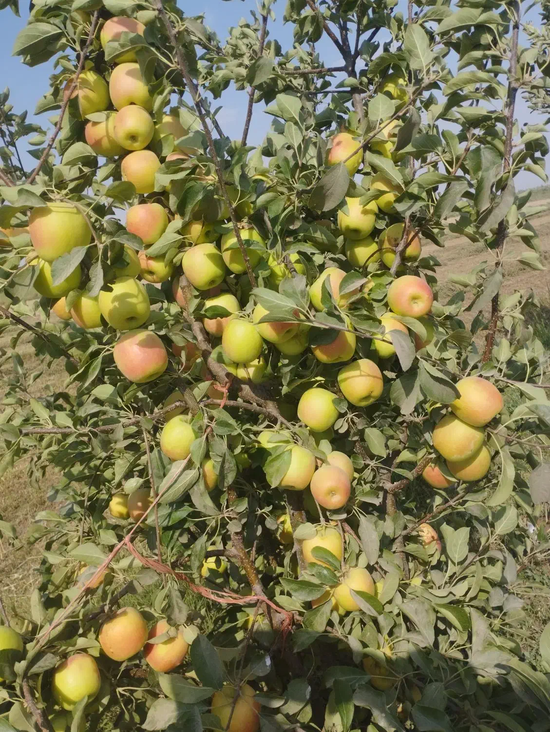 پیش فروش نهال پیوند وصنوبر|خدمات باغبانی و درختکاری|یاسوج, |دیوار