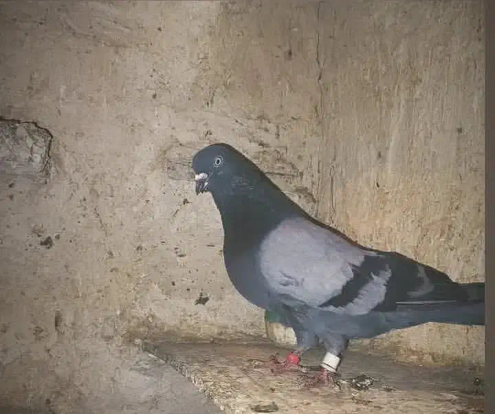 کبوتر سبز|پرنده|هیر, |دیوار