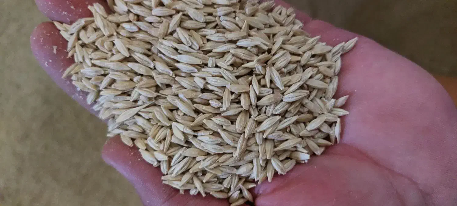 غلات کشاورزی جوو گندم|خوردنی و آشامیدنی|خرمدره, |دیوار