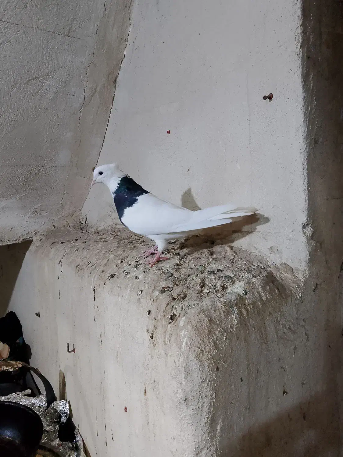 دو عدد ماده طوقی درجه یک|پرنده|اهواز, کمپلو شمالی|دیوار