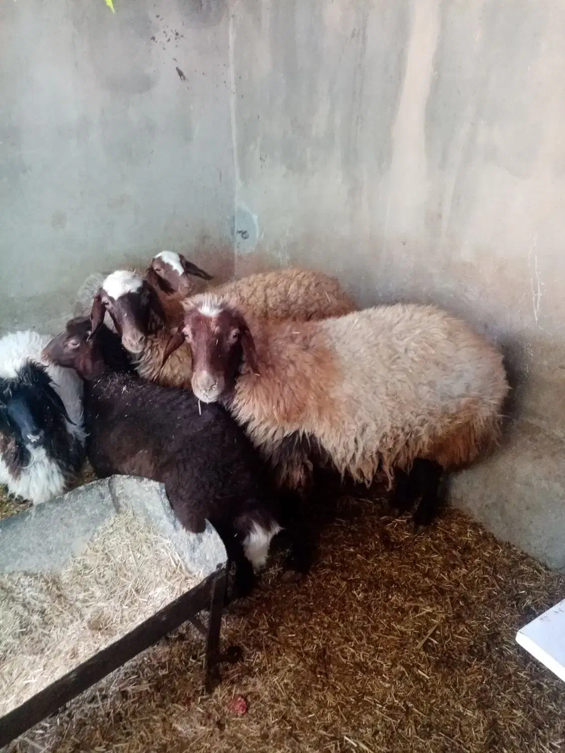 دو راس میش وبره باب داشتی جوان|حیوانات مزرعه|دره شهر, |دیوار