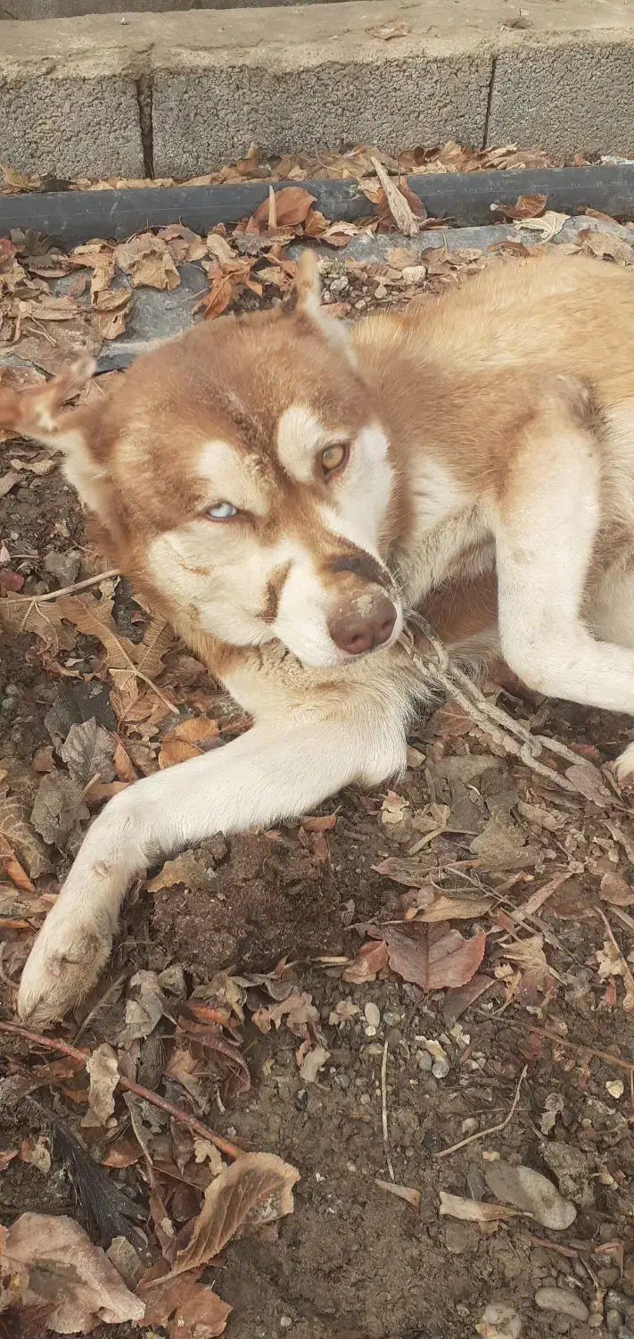 سگ هاسکی|سگ|اصفهان, مرداویج|دیوار