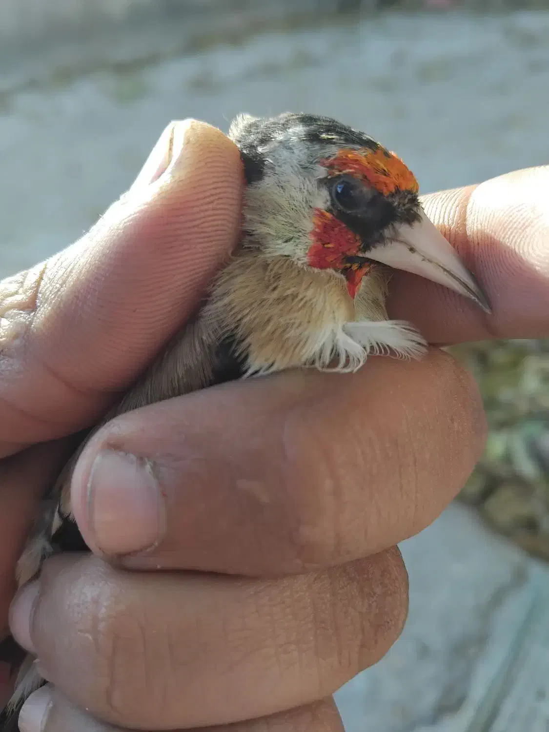 سهره و سهره خمسه|پرنده|تیکمه داش, |دیوار