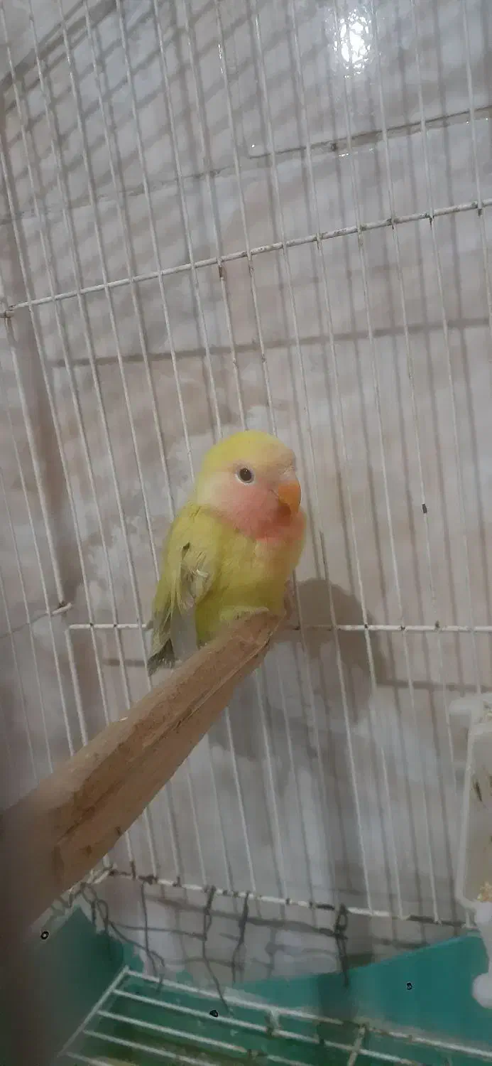 طوطی کوتوله|پرنده|شیروان (خراسان), |دیوار