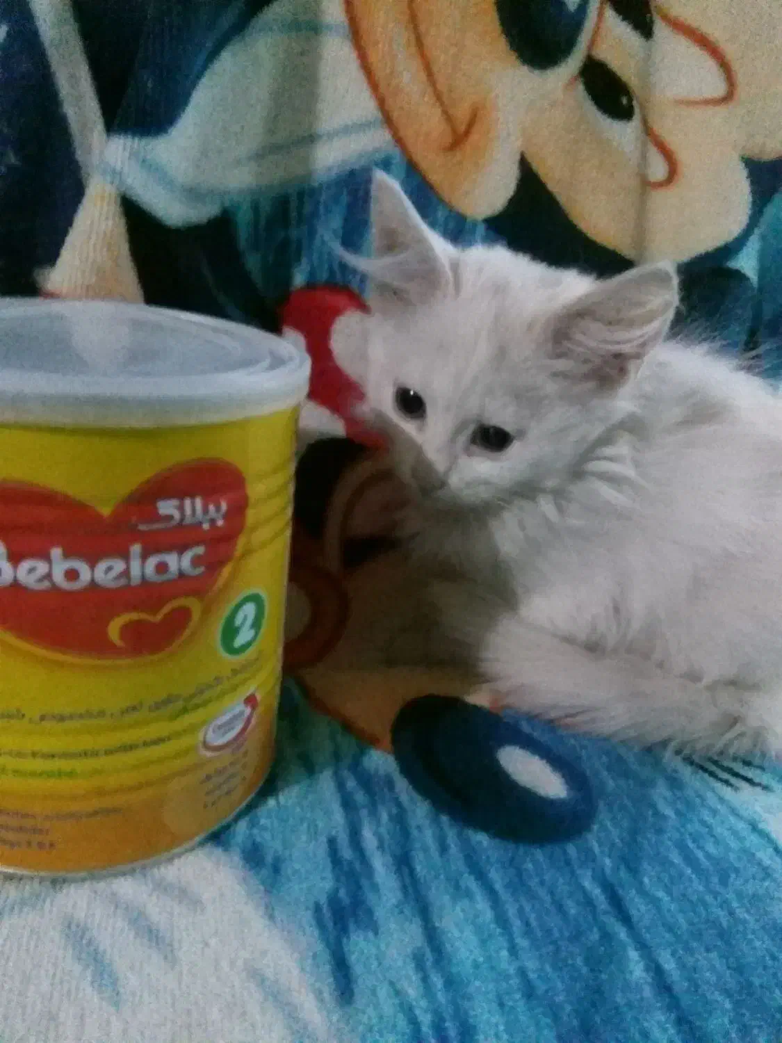 گربه دوماهه بریتیش|گربه|خوی, |دیوار