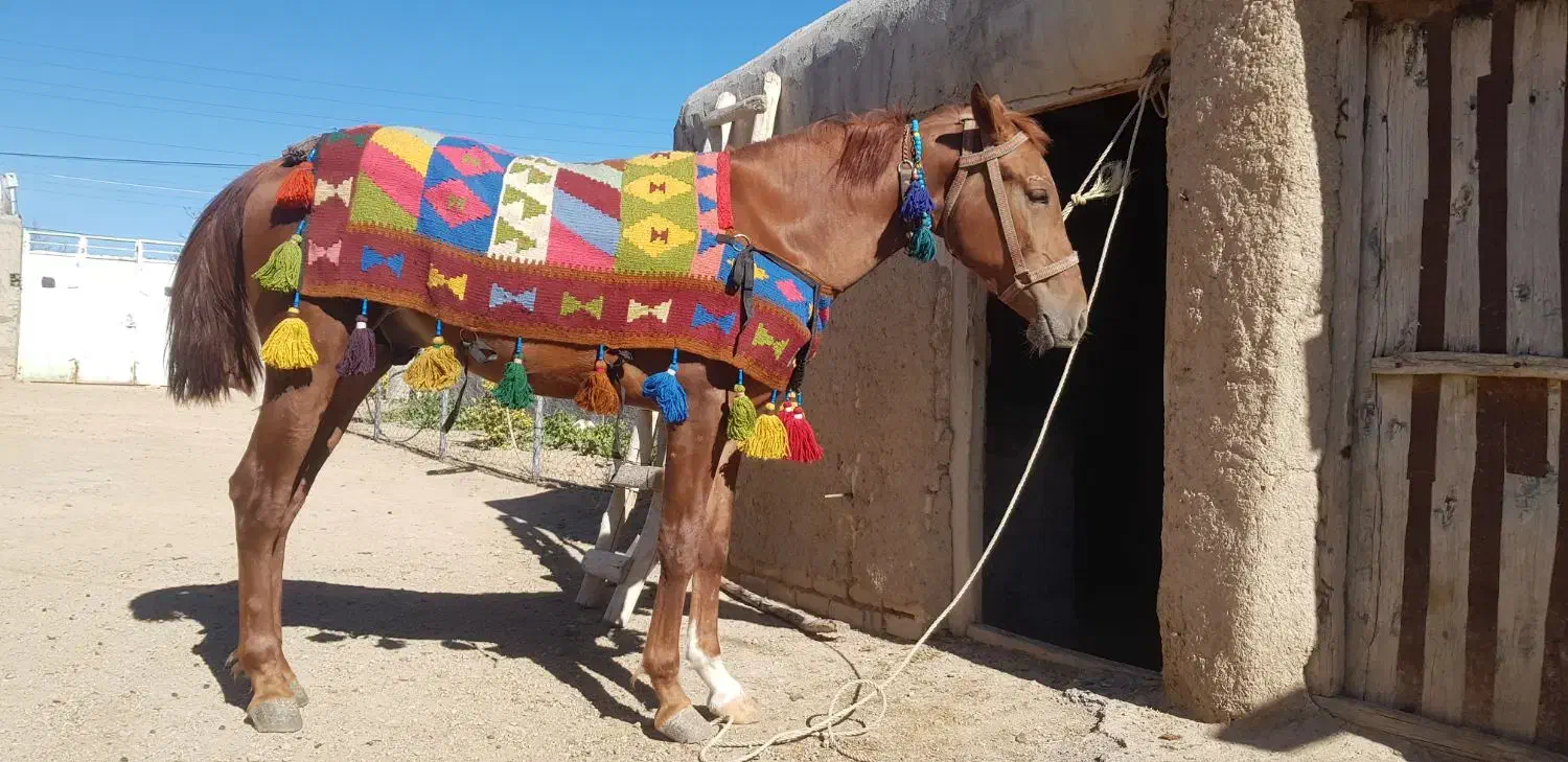 فروش کره اسب دره شور بیست ماهه|حیوانات مزرعه|کاغذکنان, |دیوار