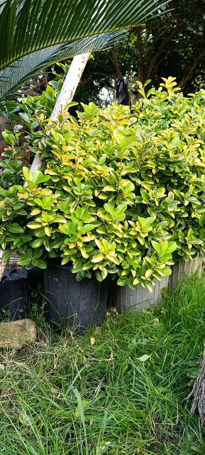 شمشاد طلایی|گل و گیاه طبیعی|خمام, |دیوار