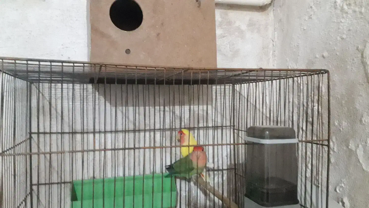 کوتوله جفت|پرنده|قم, هفت تیر|دیوار