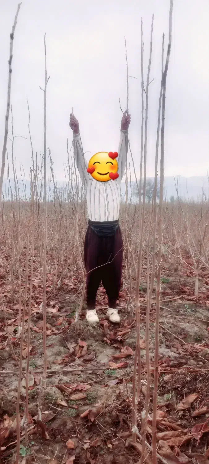 نهال خرمالو ۲ساله|خدمات باغبانی و درختکاری|خان ببین, |دیوار